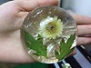 Xà bông Amino Hoa Cúc ( Chrysanthemum ) Tha Von  thỏi 95 gam