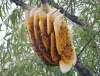 Mật ong rừng tự nhiên 