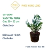 Phúc Hưng Long Cây giống Xáo Tam Phân CG1- Chậu 2 cây, 20 - 25 cm