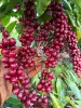 Cà phê Robusta 