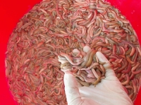 Rươi Tươi Chính Vụ Tứ Kỳ Hải Dương 1Kg