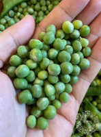 BỘT ĐẬU HÀ LAN  