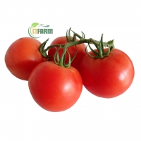 Cà Chua Beef Hữu Cơ