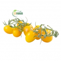  Cà Chua Sữa Hữu Cơ