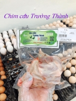 BỒ CÂU TRƯỜNG THÀNH