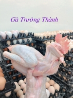 GÀ BUỘC CÁNH TIÊN