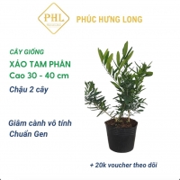 Phúc Hưng Long Cây giống Xáo Tam Phân CG2 - Chậu 2 cây, 30 - 40 cm