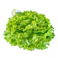 Xà Lách Lolo (Xanh)