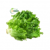 Xà Lách Thủy Tinh