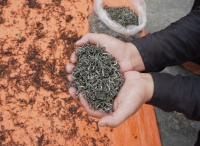 Trà shan tuyết cổ thụ Bản Liền