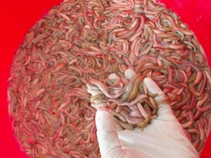 Rươi Tươi Chính Vụ Tứ Kỳ Hải Dương 1Kg