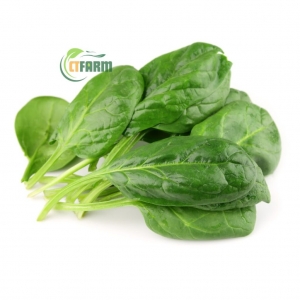 Cải Bó Xôi Hữu Cơ