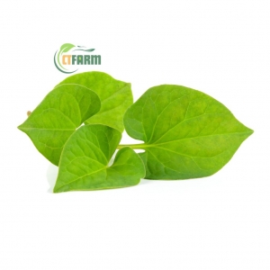 Rau Diếp Cá Hữu Cơ