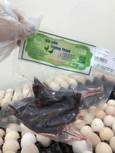 GÀ ÁC TRƯỜNG THÀNH