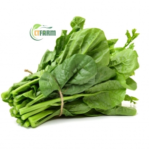 Mồng Tơi Hữu Cơ