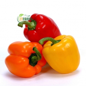 Ớt Chuông Hữu Cơ