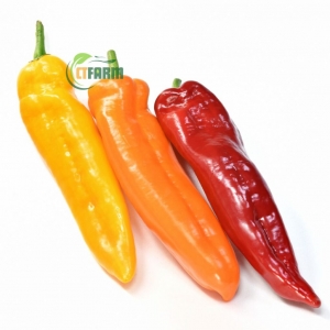 Ớt Sweet Palermo Hữu Cơ