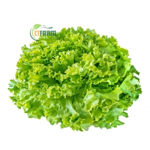 Xà Lách Lolo (Xanh)