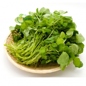 Xà Lách Xoong Hữu Cơ