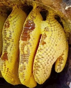 [1kg] Mật ong nguyên sáp