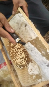 [1 lít] MẬT ONG TRẮNG LOẠI MẬT ĐẶC BIỆT 