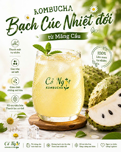 KAMBUCHA BẠCH CÚC NHIỆT ĐỚI TỪ MÃNG CẦU – THANH MÁT, THƠM NGON TỪ THIÊN NHIÊN