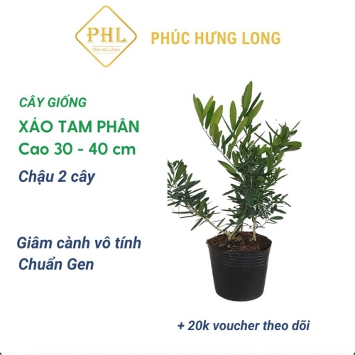 Phúc Hưng Long Cây giống Xáo Tam Phân CG2 - Chậu 2 cây, 30 - 40 cm