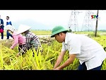 Phù Yên phát huy lợi thế 4 tiểu vùng kinh tế