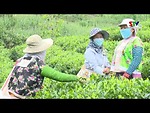 Sơn La phát huy tiềm năng, lợi thế cây chè trong phát triển kinh tế